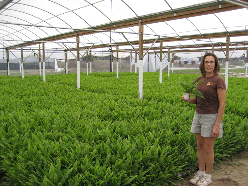 3.5 inch Fern Liner